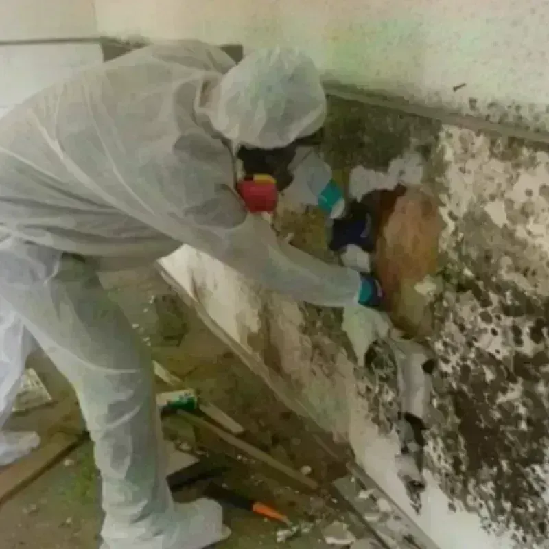 Mold Remediation and Removal in Terrell, TX